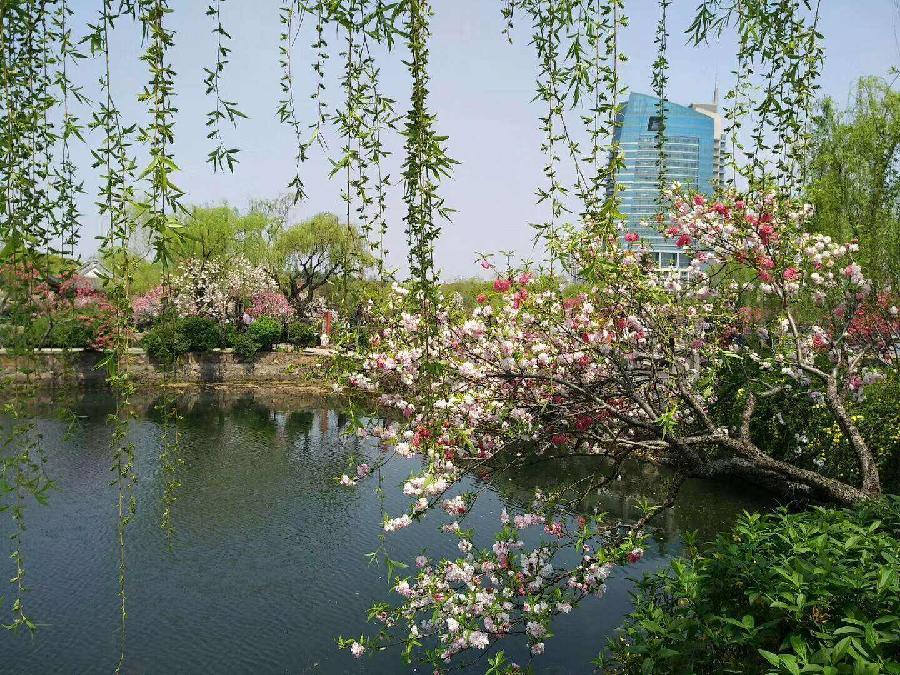 碑林路人《三月》主播:李延廷编辑:开心快乐【运河之春】(第052期)(图5)
