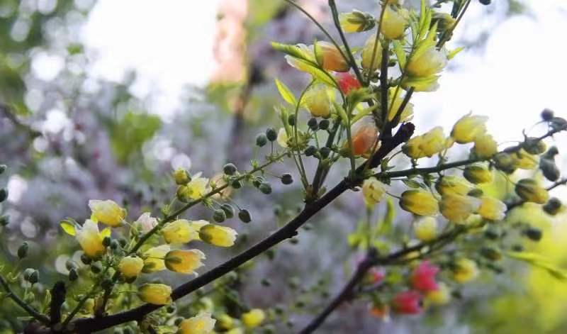 一剪梅 文冠花/潘毅(图3)