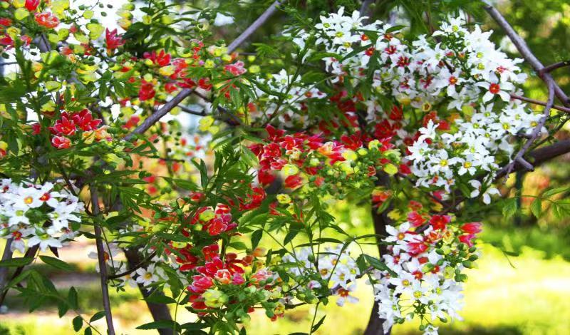 一剪梅 文冠花/潘毅(图2)