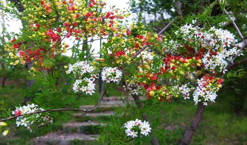 一剪梅 文冠花/潘毅(图6)