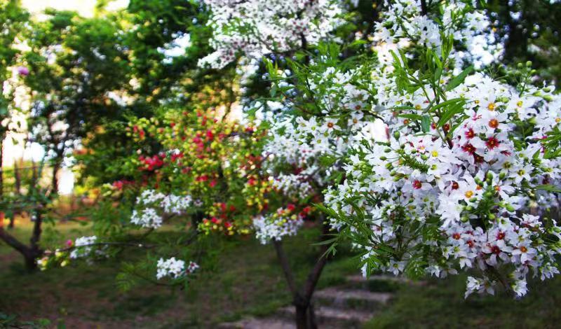 一剪梅 文冠花/潘毅(图11)