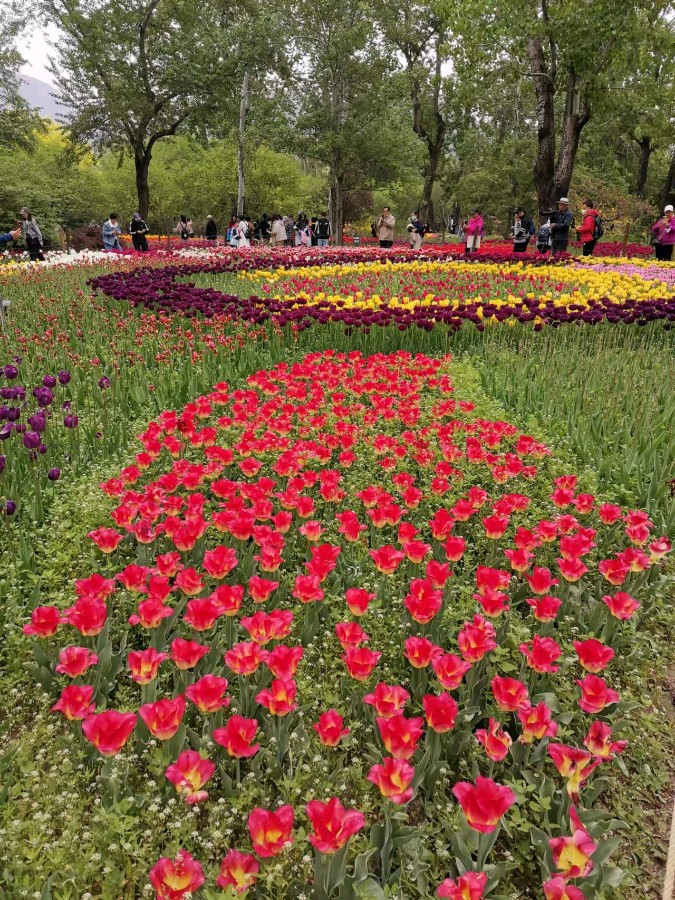 郁金香