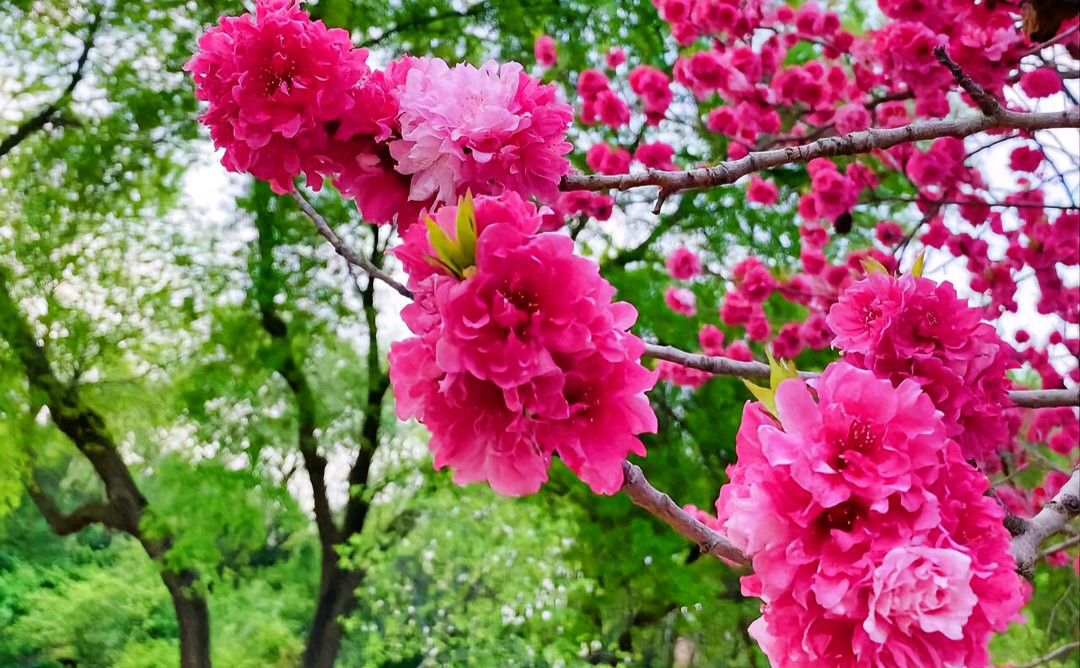 原创合集《墨海文香》内蒙古赤峰市《都市头条》原创音频（弘扬国学）（图15）