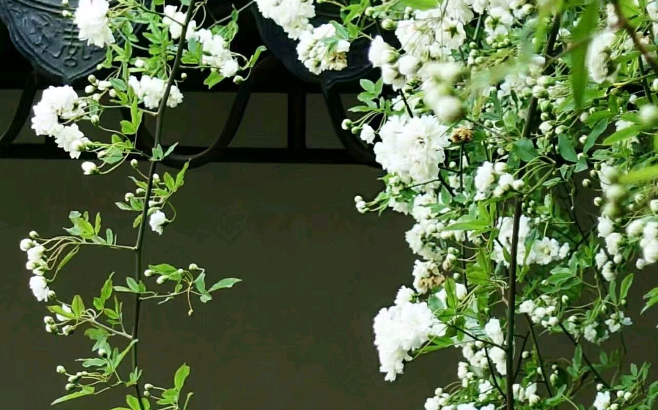 原创合集《墨海文香》内蒙古赤峰市《都市头条》原创音频（弘扬国学）（图18）