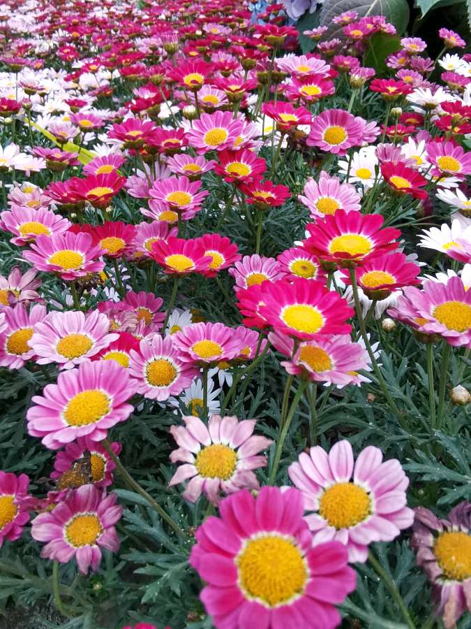 九班长朗诵【五月的鲜花】作者/陶跃进（图8）
