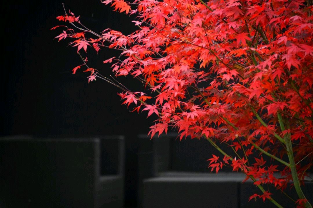 《感恩》作者:竹林听涛（陈正年【主播:长弓雅士】【桃源国际诗歌集团】用声音传递温暖以诵读致敬人生♬（图11）