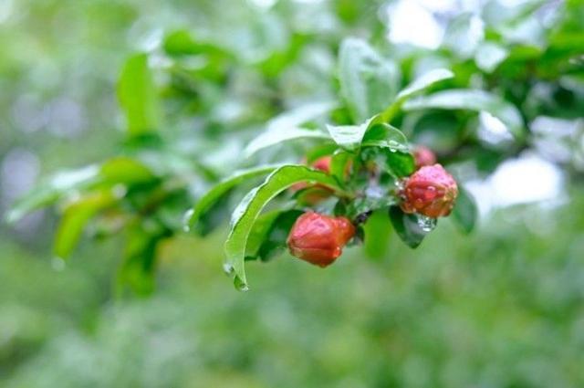 丽飞翔朗诵【五月的鲜花】作者/陶跃进（图4）