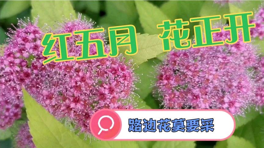 胡长有力作《五月随想》陈丽娟友情诵读（图4）