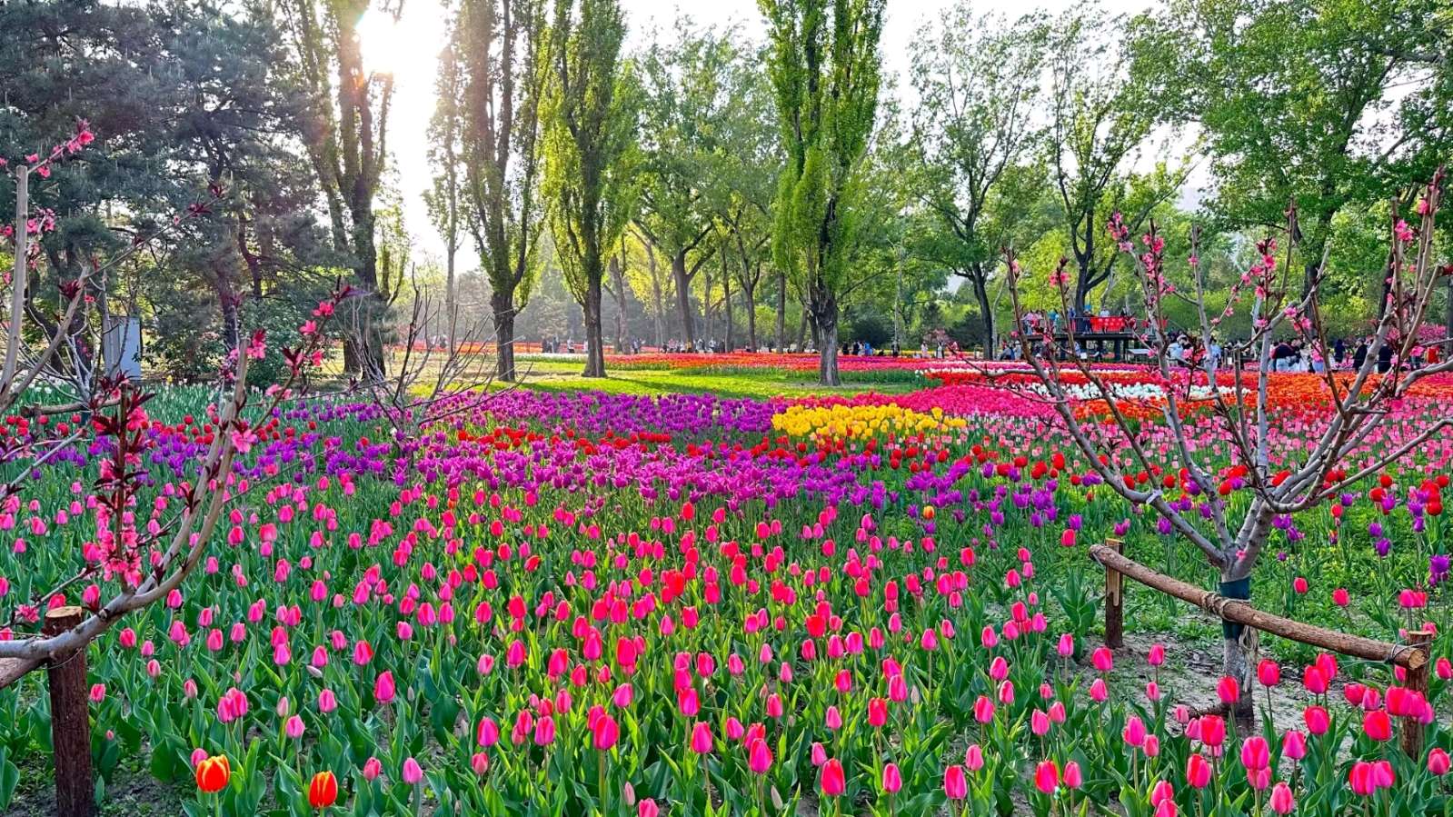福生朗诵【旅游】作者/任学路（图7）