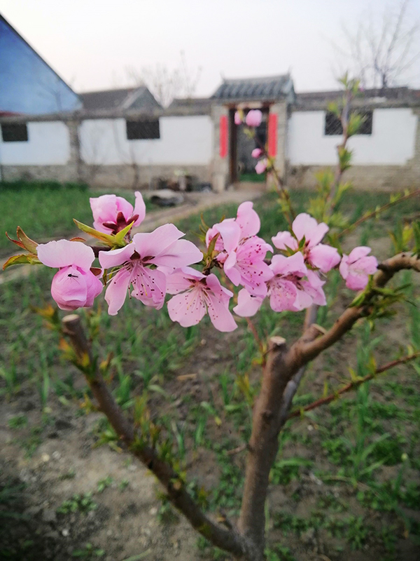 晚春回故乡(组诗)乔维祖(宁夏中卫)