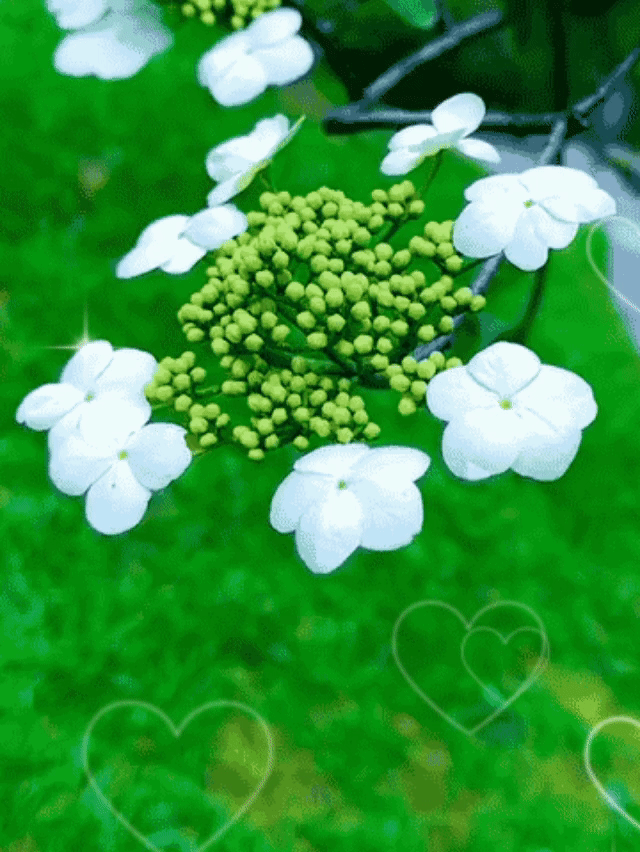 【中国长江文学社】《醒来悟.外二首》作者 段春廷//主播 缈邈//编辑 岁月静好 第6797期（图3）
