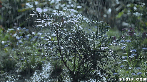 【美文美诵】《风雨》作者/肖朝光 诵读/如兰编辑/青青【花雨馨声有声文学平台】第325期（图4）