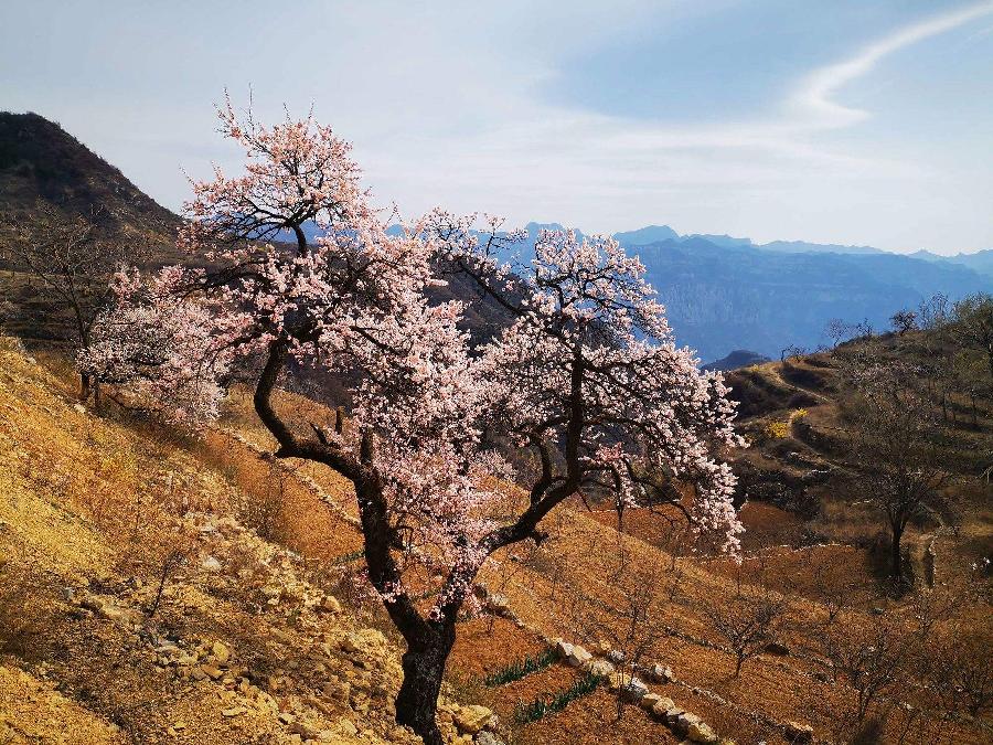 【新诗大观】大北山的杏树（外一首）||文/沈五群