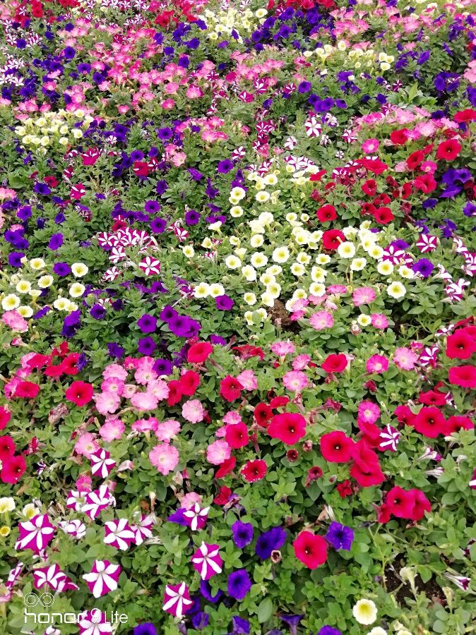 赵秋云朗诵【五月的鲜花】作者/陶跃进（图7）