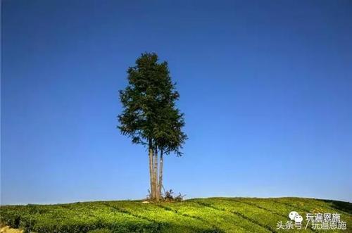《五月的阳光》作者:碑林路人‖合诵:心飞扬12位金牌主播【采菊文苑美文美诵】总7105期