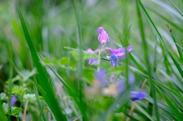 夜色阑珊朗诵【五月的鲜花】作者/陶跃进（图7）