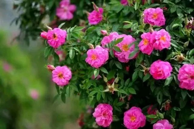 弘华朗诵【五月的鲜花】作者/陶跃进（图4）