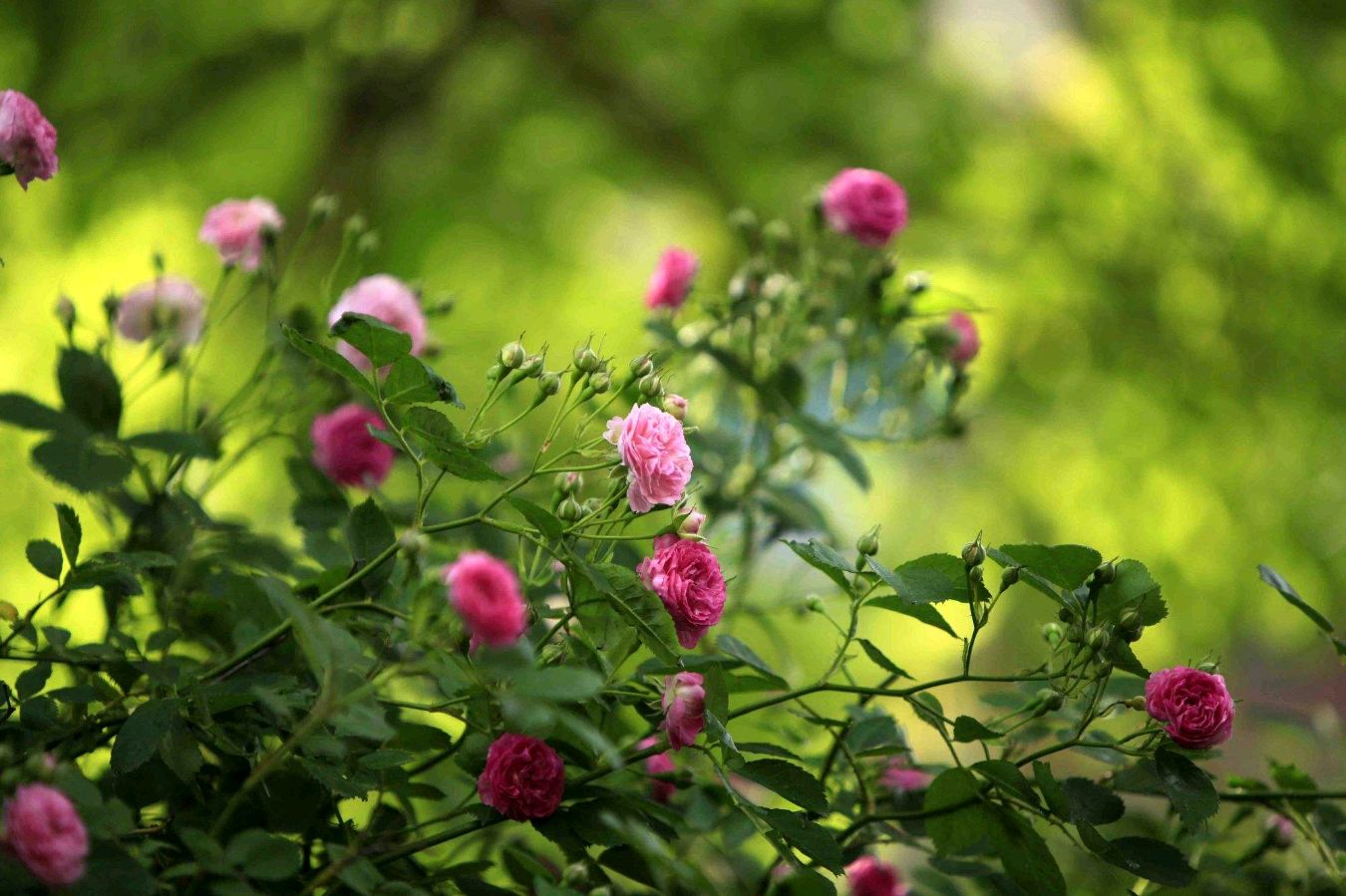 弘华朗诵【五月的鲜花】作者/陶跃进（图8）