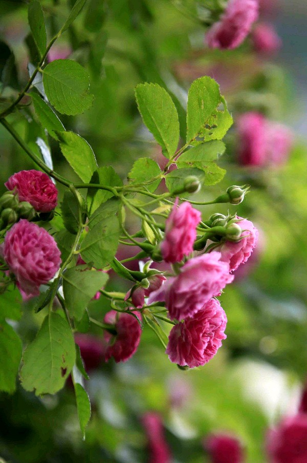 弘华朗诵【五月的鲜花】作者/陶跃进（图9）