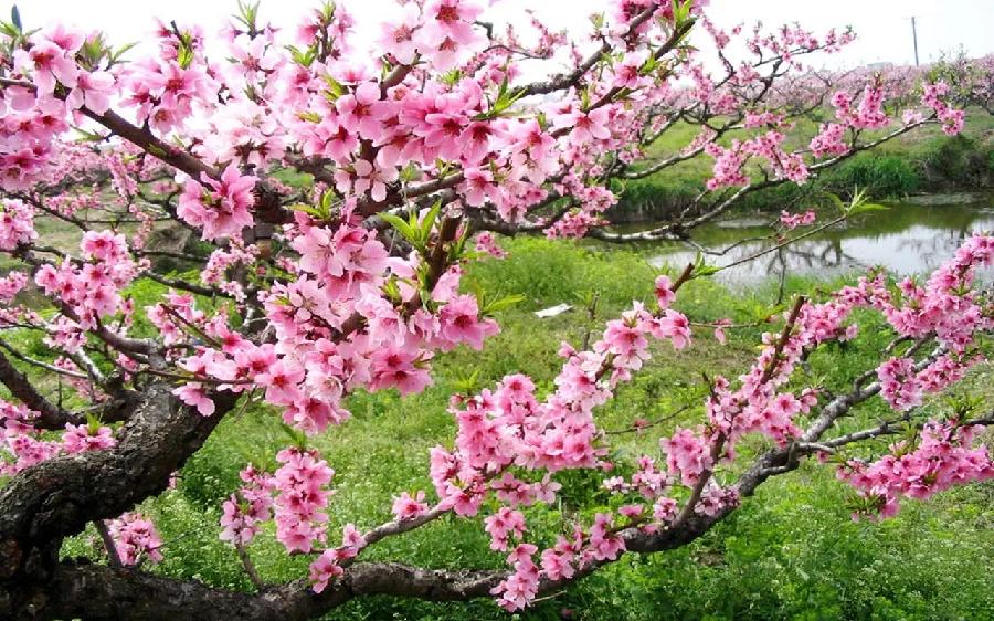 桃花1.webp 桃花1.webp