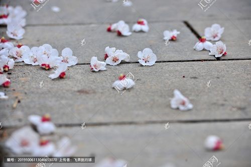 【经典推荐】潘魁//七绝•伤感杏花谢｛欣赏｝（图2）