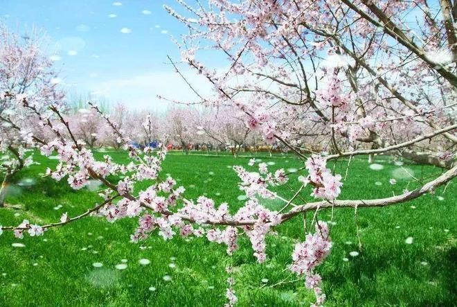 【经典推荐】潘魁//七绝•伤感杏花谢｛欣赏｝（图4）