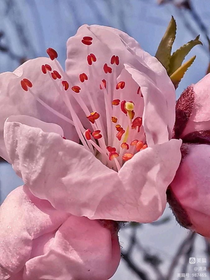 紫菱菱朗诵【当青春已成过往】作者/任学路（图6）
