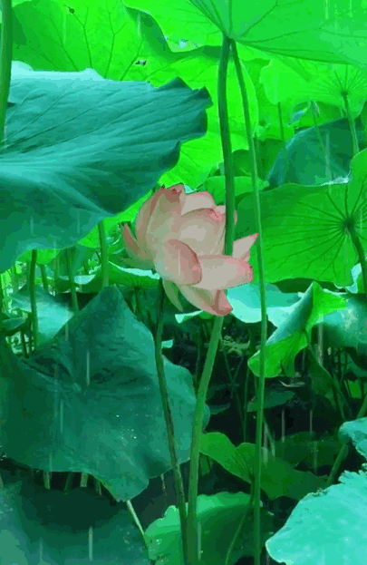 张昕临夏诗词曲六首（图3）