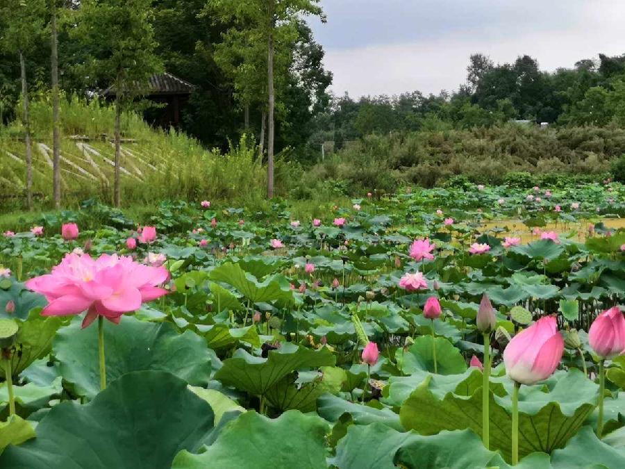 【新诗大观】七绝•海棠（诗二首）||文/夏荷（图2）
