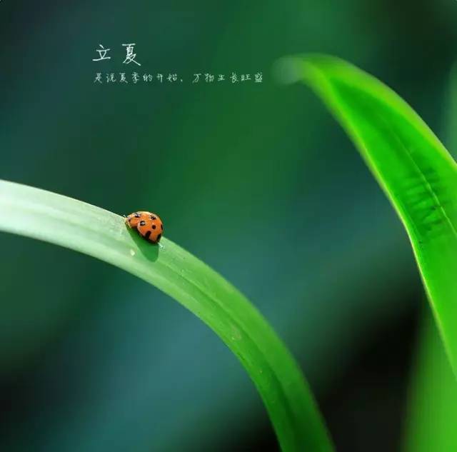 立夏的记忆‖巴彦诗协诗词联卷【518】（图9）