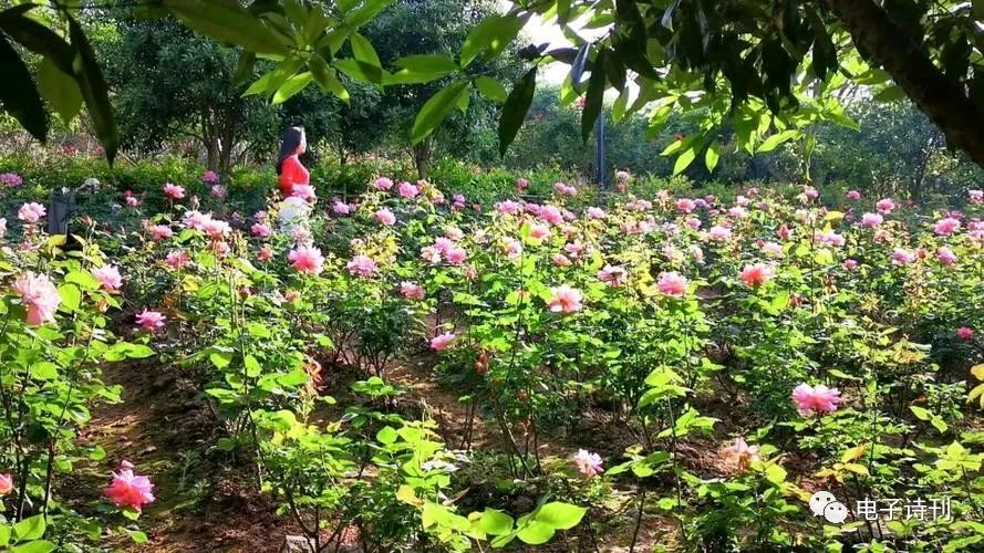 花开四季的地方（外一章）（图4）