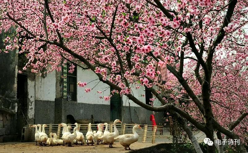 花开四季的地方（外一章）（图7）