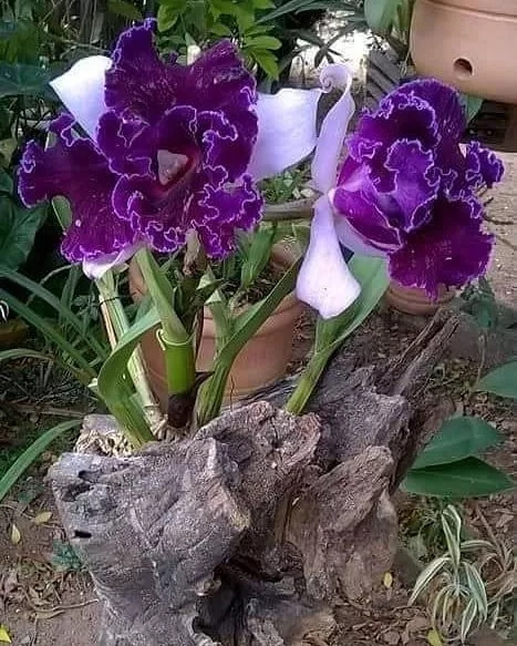 名人诗典/李万春(图3)