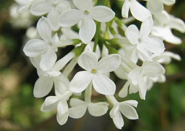 请欣赏诗人:金华佳作《丁香花》主播:天高云淡 高山流水文诵精彩纷呈！（图7）