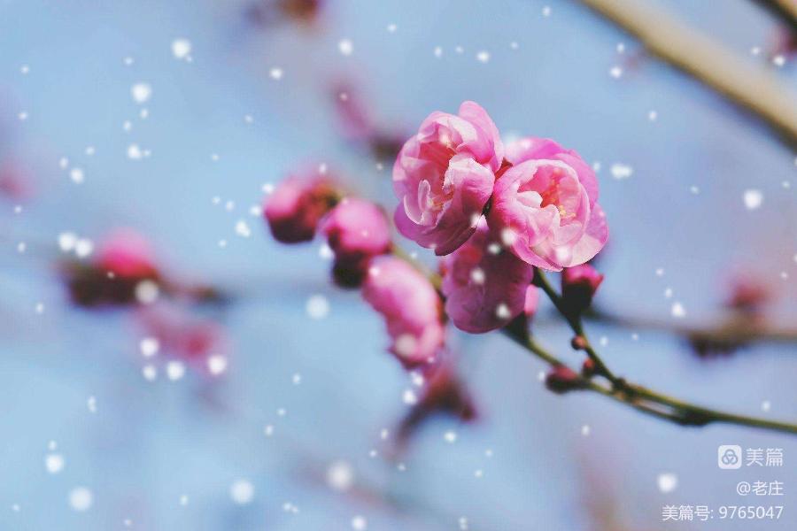 七律:咏松(组诗30首)文/陋室居士(图12)