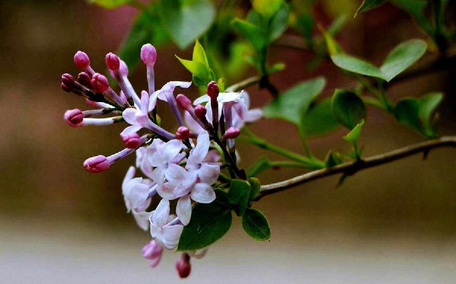 又见丁香花开/作者：江枫渔火（图2）