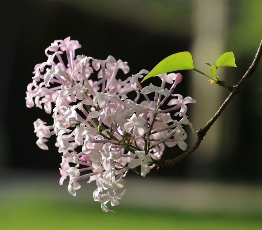 又见丁香花开/作者：江枫渔火（图3）