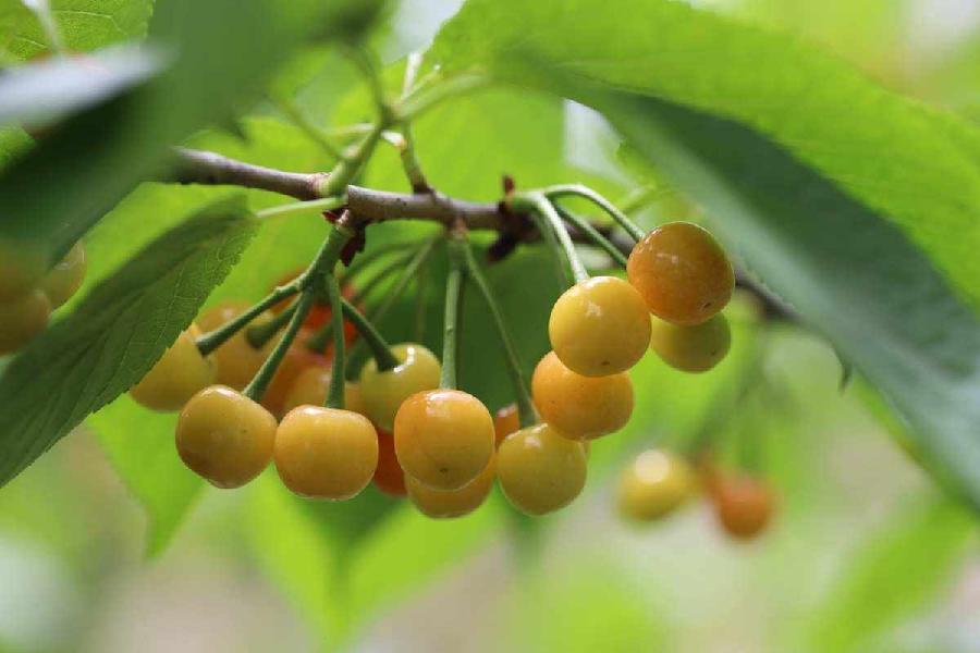 【新诗大观】荷花救我（诗六首）||文/孟祥忠（图6）