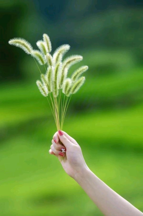 韩庚的《狗尾巴草》