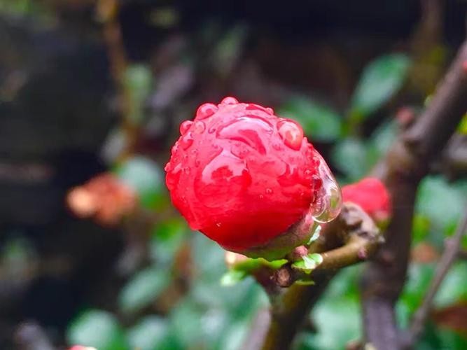 【经典推荐】昨夜天//一季花开 一世情种（图5）