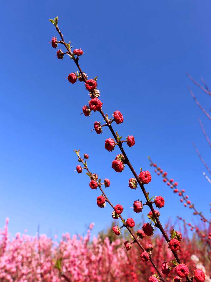 中华诗艺黑龙江分社推介【摄影】刘德财:初夏小景（图14）