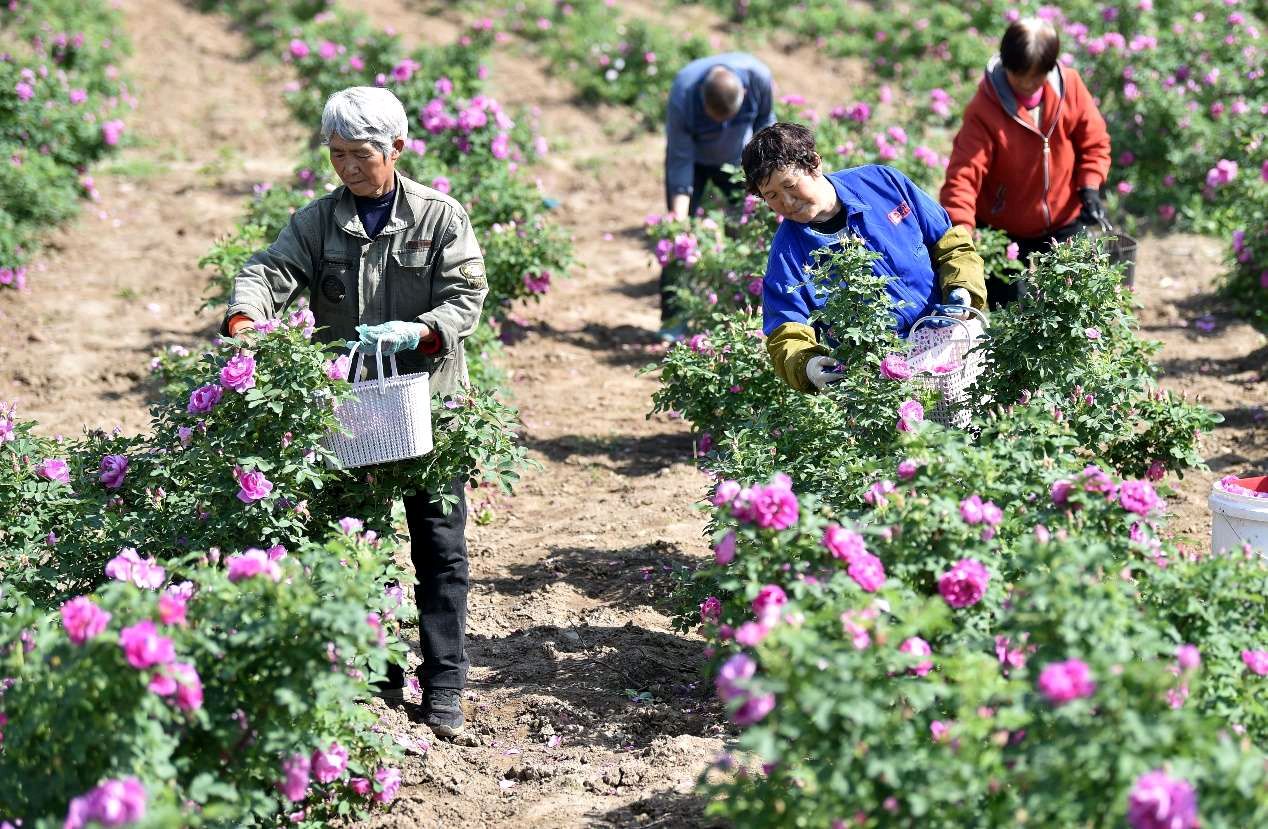 河北井陉：玫瑰花开出富民产业 | 光明日报