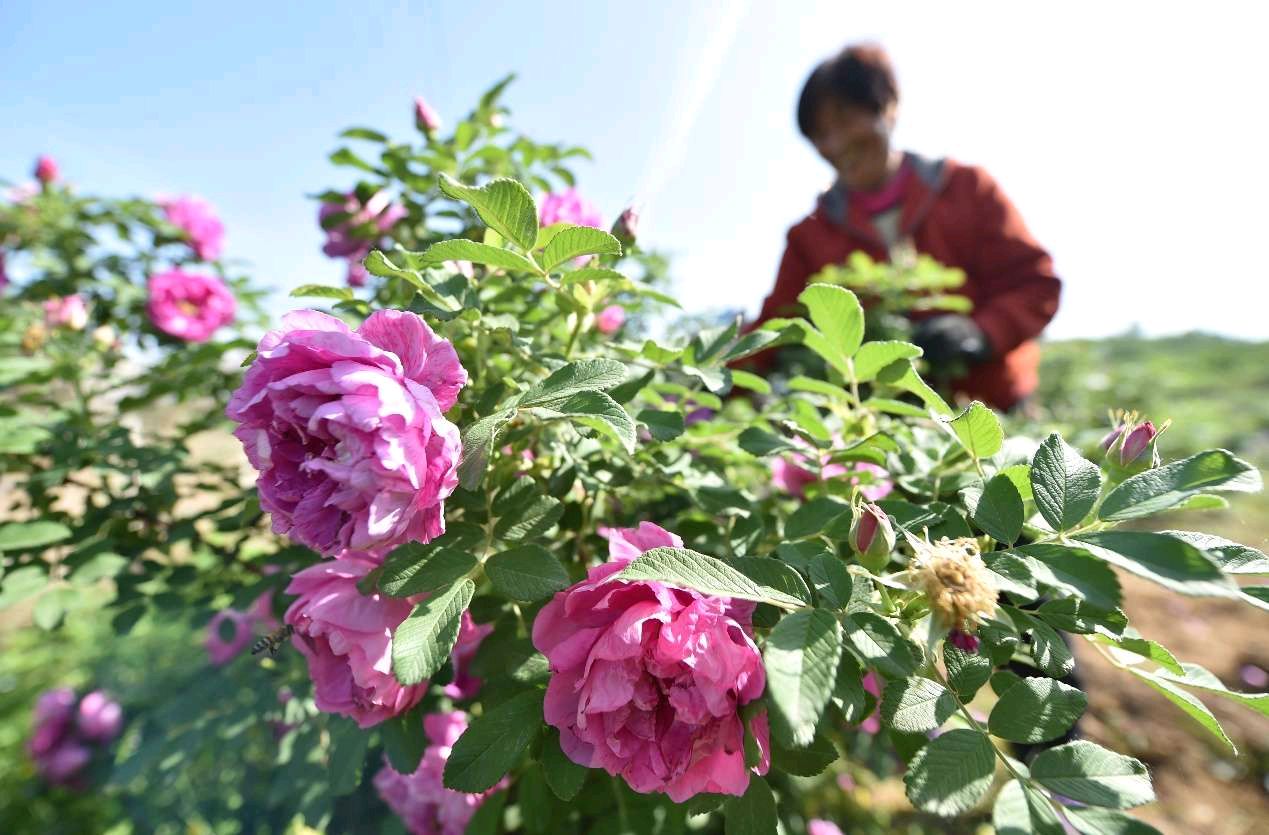 河北井陉：玫瑰花开出富民产业 | 光明日报（图2）