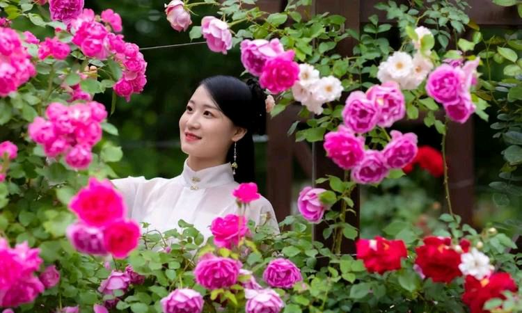 【新山东文学社】《赞美你，五月的鲜花》作者/迎夏 主播/笑笑（图6）