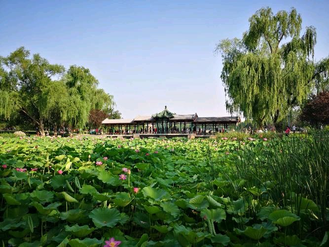 《立夏》作者:芦国柱（江苏）主播:丹桂【桃源国际诗歌集团】用声音传递温暖以诵读致敬人生♬（图6）