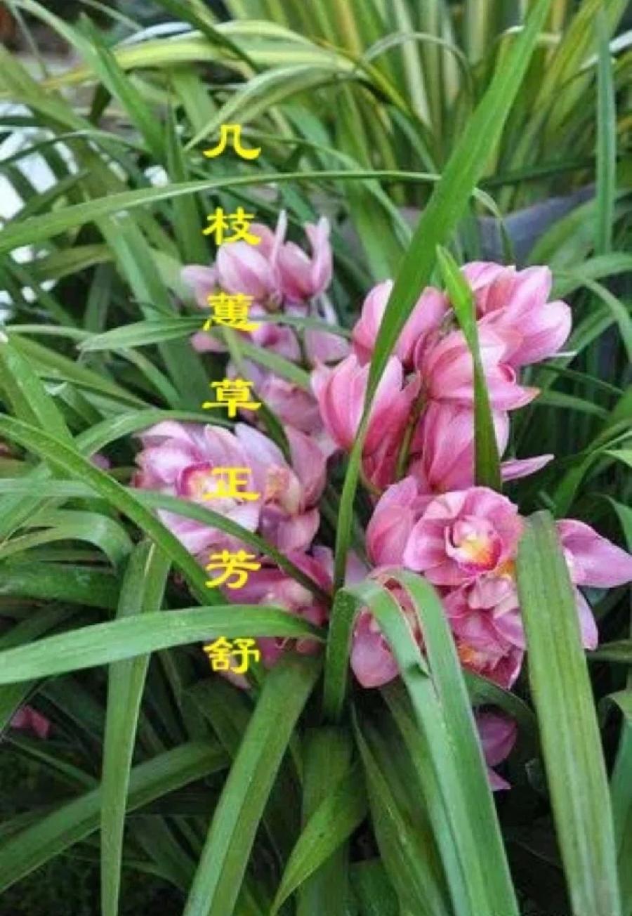 几枝蕙草正芳舒 文/潘之江 诗/潘毅