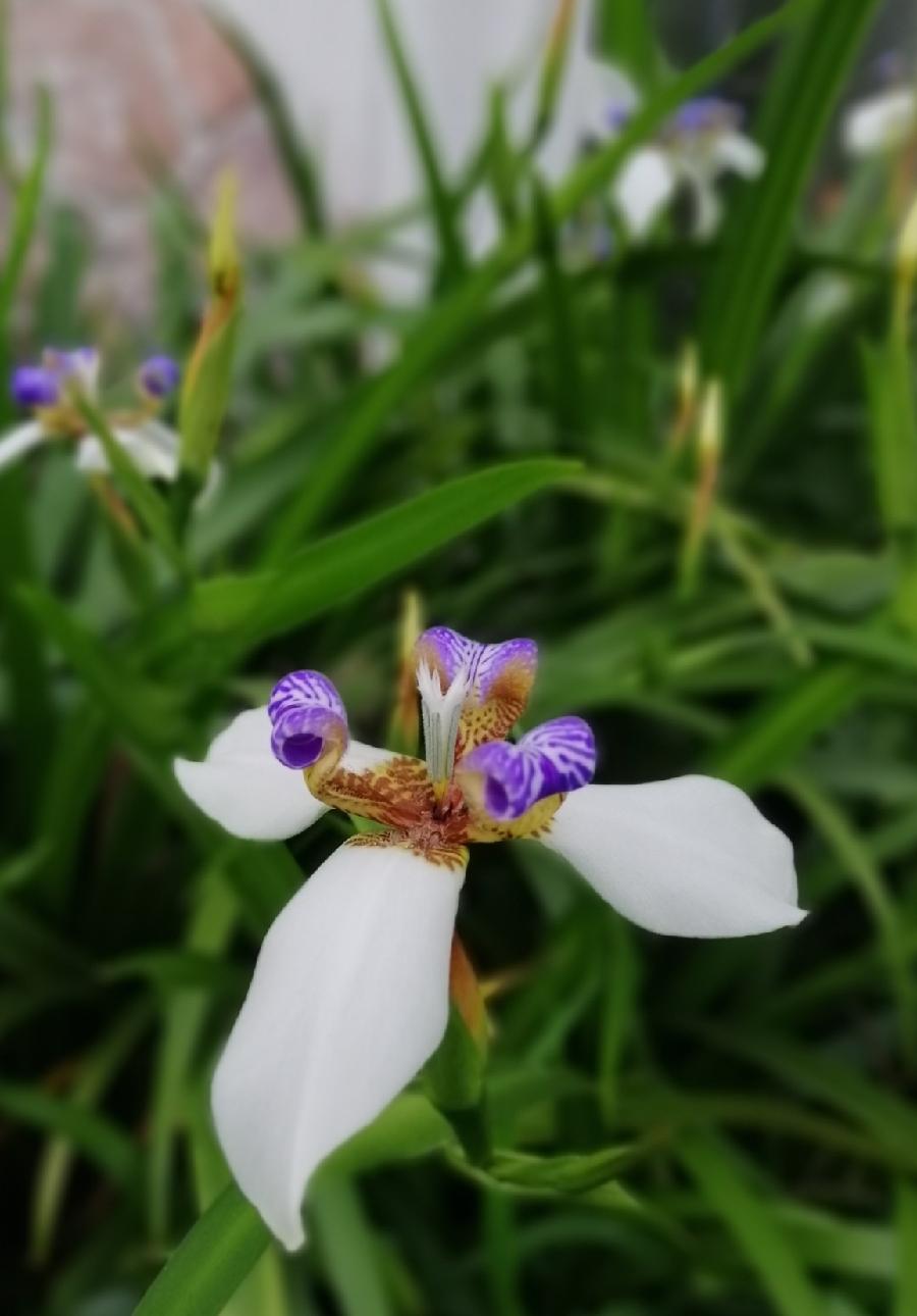 几枝蕙草正芳舒 文/潘之江 诗/潘毅(图5)