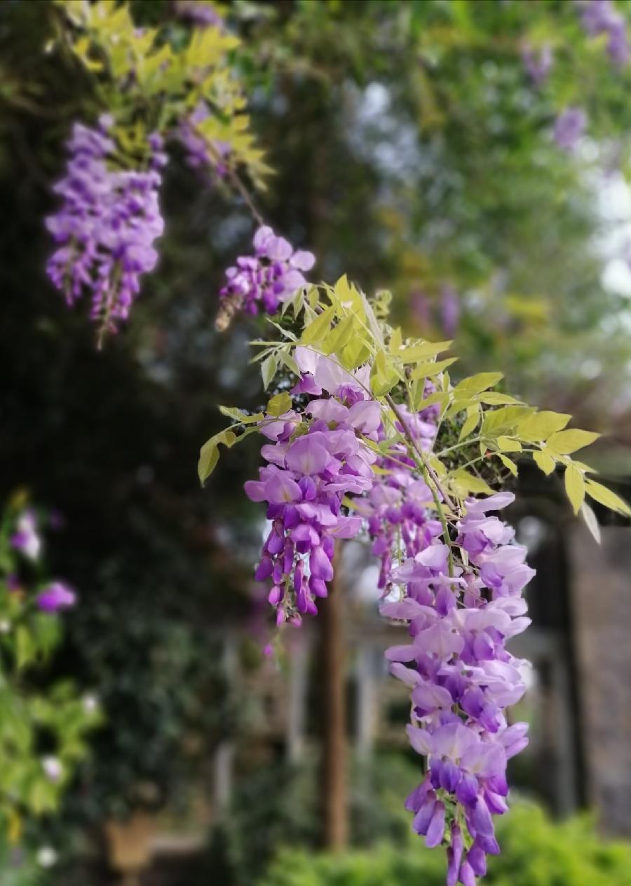 几枝蕙草正芳舒 文/潘之江 诗/潘毅(图6)