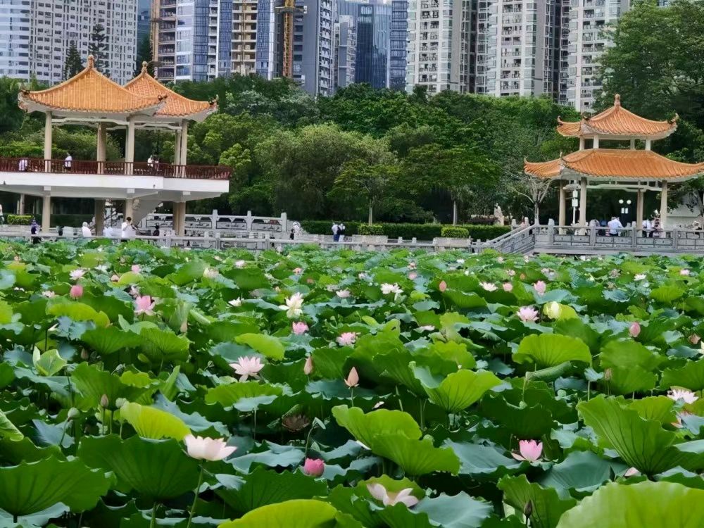 七律·夏日深圳洪湖 隆光诚（广西南宁）【冰心文化传媒】（图4）