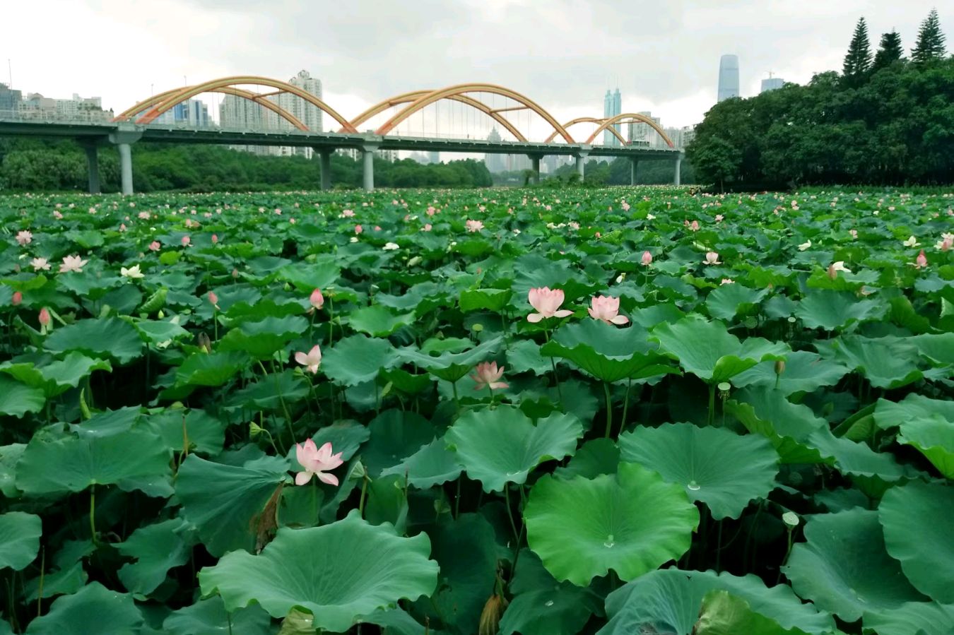 七律·夏日深圳洪湖 隆光诚（广西南宁）【冰心文化传媒】（图5）